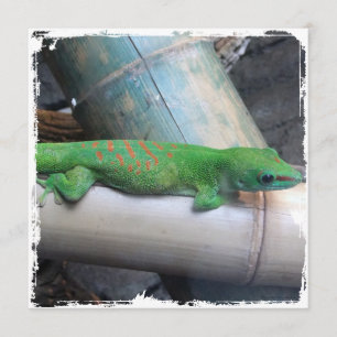 Madagascar kvadrerar den jätte- daggeckoen inbjudningar
