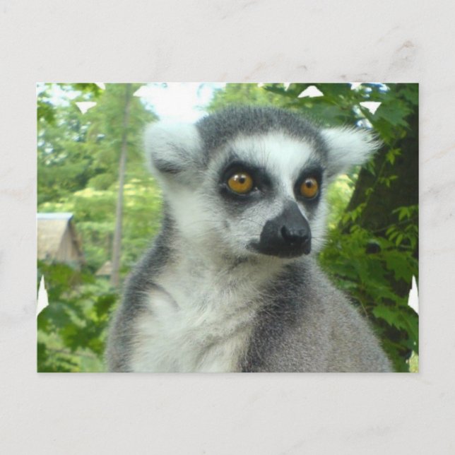 Madagascar Lemur Postcard Vykort (Framsida)