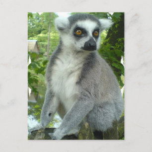 Madagascar Lemur Postcard Vykort