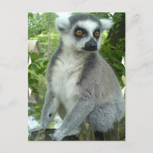 Madagascar Lemur Postcard Vykort (Framsida)