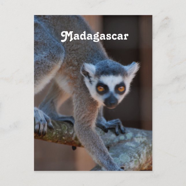 Madagascar Lemur Vykort (Framsida)