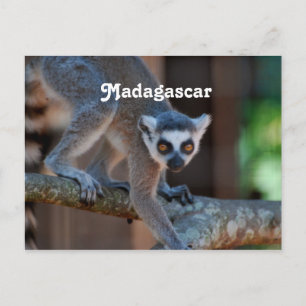 Madagascar Lemur Vykort