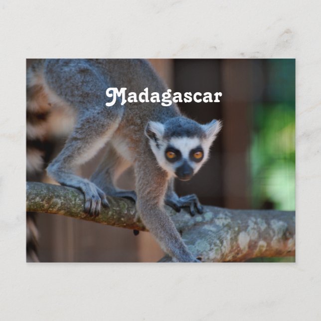 Madagascar Lemur Vykort (Framsida)