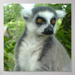 Madagascar Lemurtryck Poster