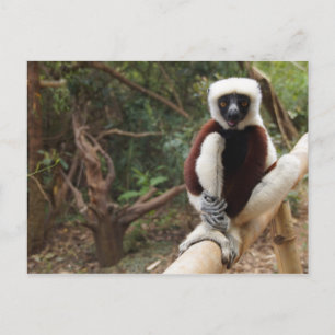Madagascar Wildlife Safaki Lemur Vykort