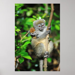 Madagaskar, Andasibe, Ile Aux Lemuriens, Mor Poster