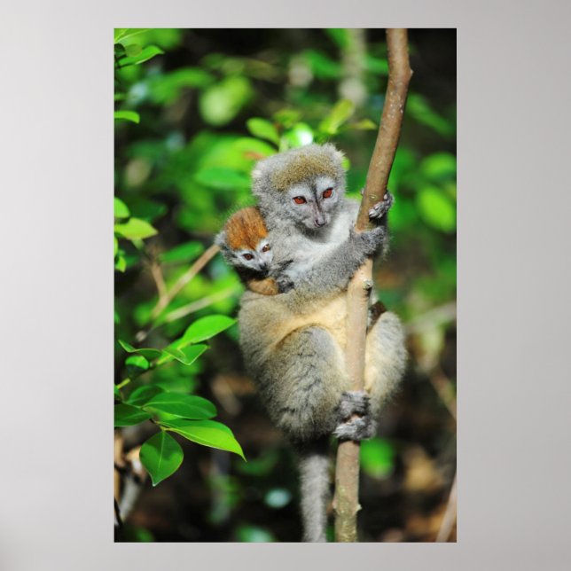 Madagaskar, Andasibe, Ile Aux Lemuriens, Mor Poster (Framsidan)