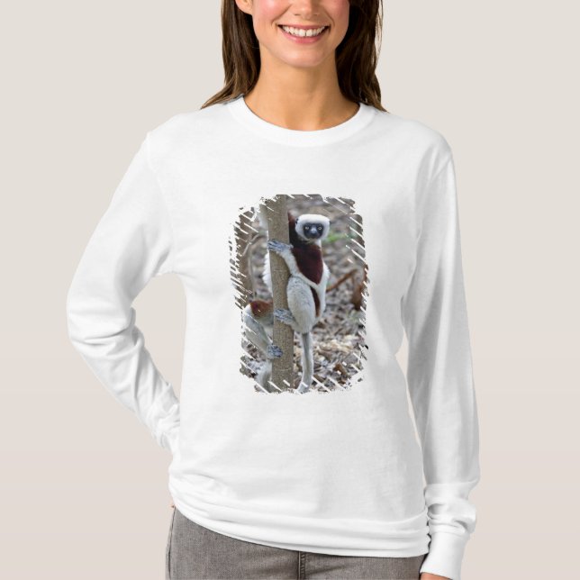 Madagaskar, Ankarafantsika reservat; Ampijoroa; Tee Shirt (Framsida)