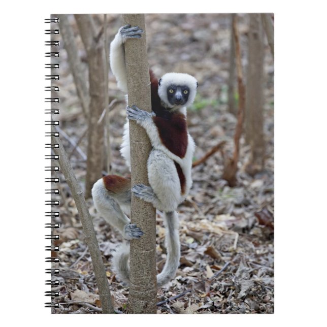 Madagaskar, Ankarafantsika Reserve, Ampijoroa Anteckningsbok (Framsidan)