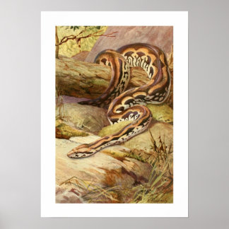 Madagaskar Boa Poster