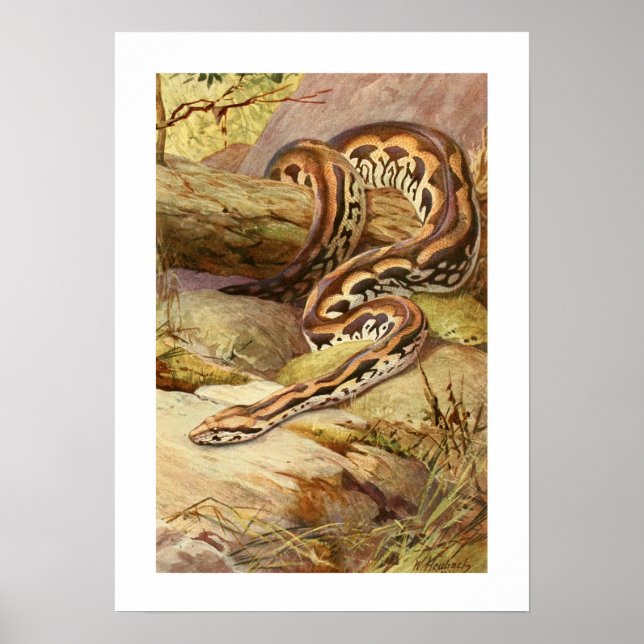 Madagaskar Boa Poster (Framsidan)