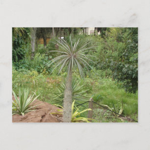 Madagaskar Handflatan vykort