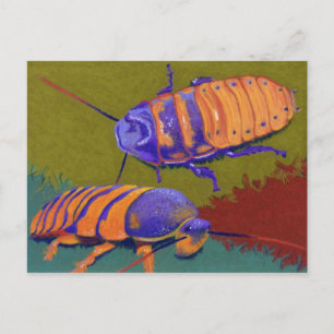 Madagaskar Hissers - Cockroacher Vykort