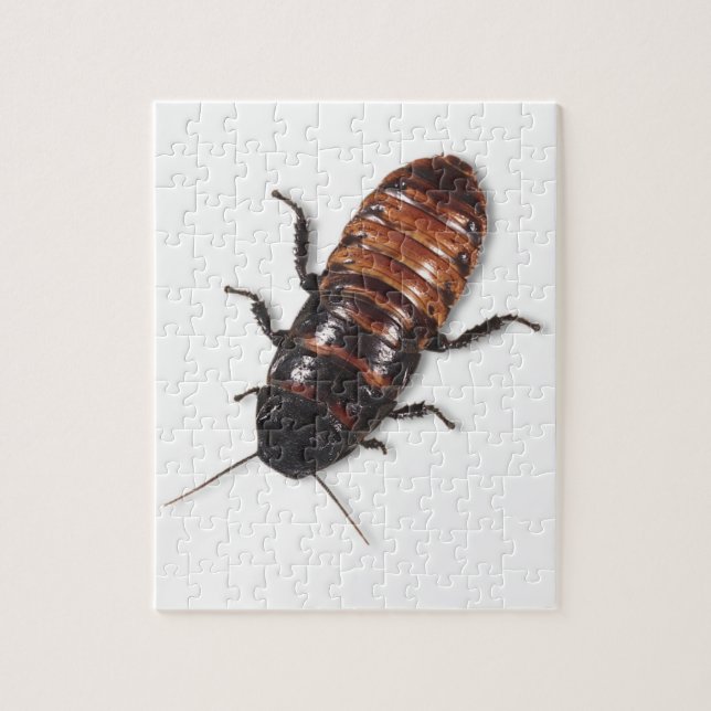 Madagaskar Hissing Cockroach Puzzle Pussel (Vertikal)