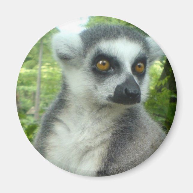Madagaskar Lemur Round Magnet (Framsidan)