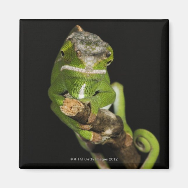 Madagaskar Magnet (Framsidan)