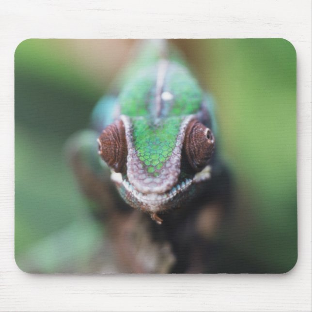 Madagaskar, röd panterkameleont musmatta (Framsidan)