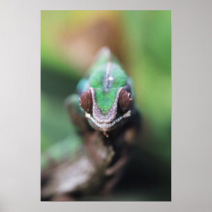 Madagaskar, röd panterkameleont poster