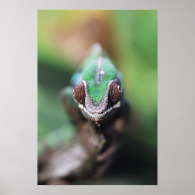 Madagaskar, röd panterkameleont poster (Framsidan)