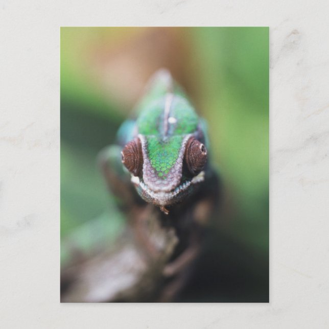 Madagaskar, röd panterkameleont vykort (Framsida)