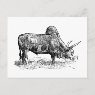 Madagaskar Zebu Vykort