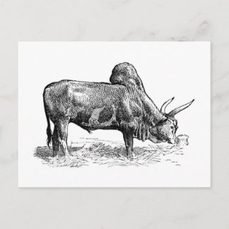 Madagaskar Zebu Vykort