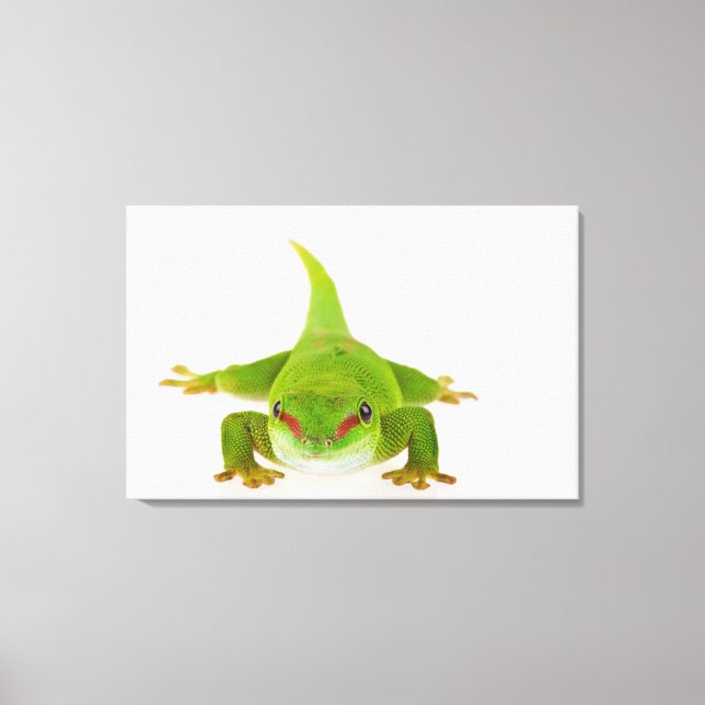 Madagaskars daggecko (Phelsuma madagascariensis) Canvastryck (Framsida)