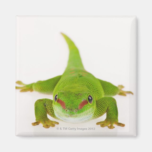 Madagaskars daggecko (Phelsuma madagascariensis) Magnet (Framsidan)
