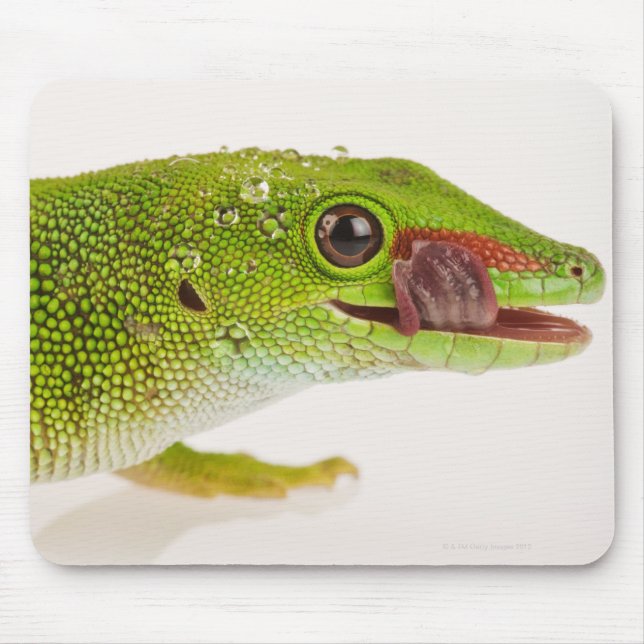 Madagaskars daggecko (Phelsuma madagascariensis) Musmatta (Framsidan)