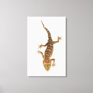 Madagaskars gecko (Paroedura pictus) på Canvastryck