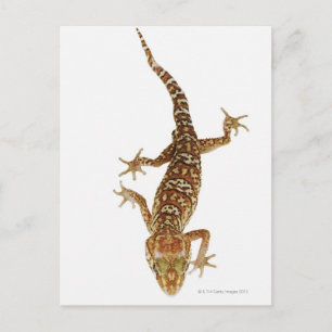 Madagaskars gecko (Paroedura pictus) på Vykort