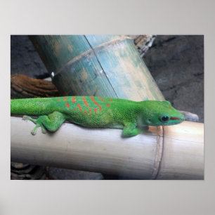 Madagaskars Giant Day Gecko Photo Poster