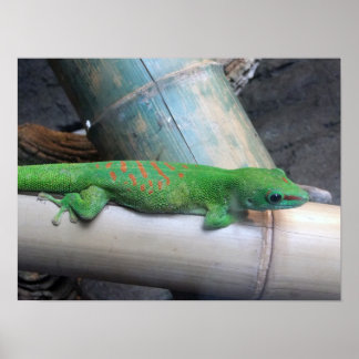 Madagaskars Giant Day Gecko Photo Poster