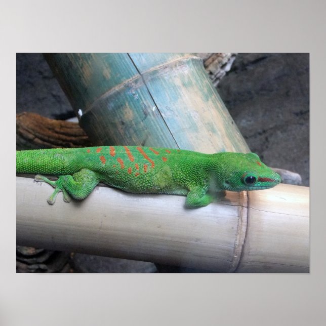 Madagaskars Giant Day Gecko Photo Poster (Framsidan)