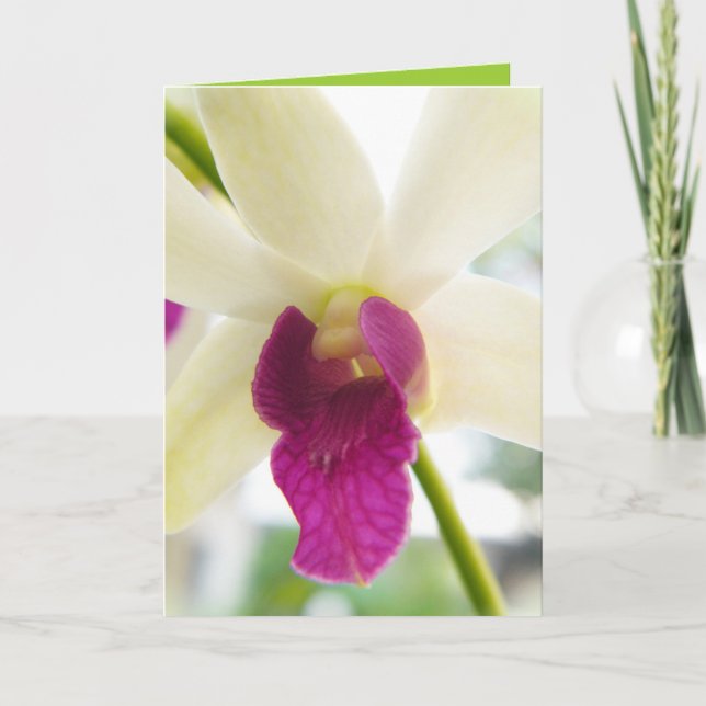 Madame Orchid Kort (Framsida)