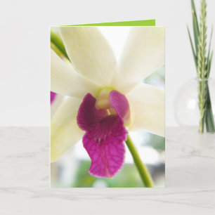 Madame Orchid Kort