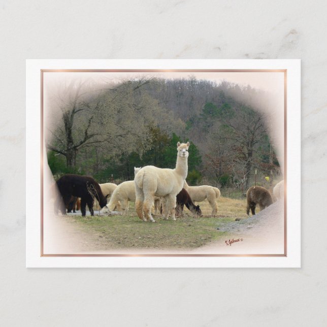 Madame Pompadour Postcard Vykort (Framsida)