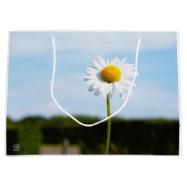 Madelief rechtop geisoleerd in de natuur.