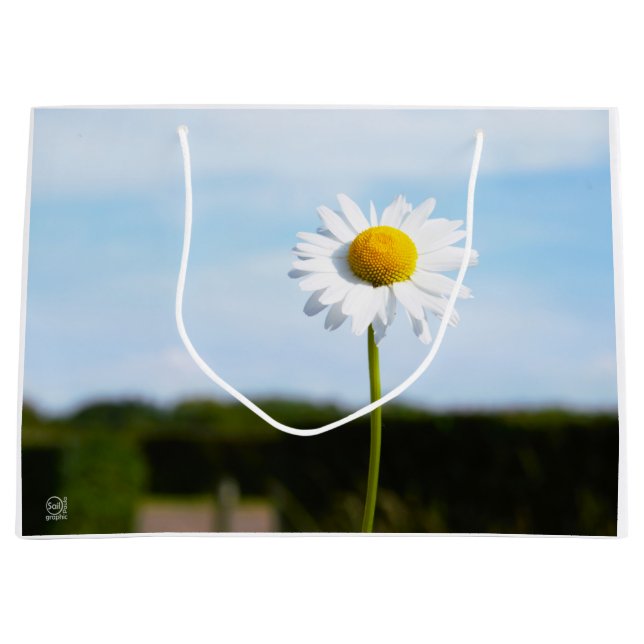 Madelief rechtop geisoleerd in de natuur. (Framsidan)