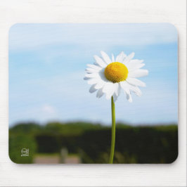 Madelief rechtop geisoleerd in de natuur. musmatta