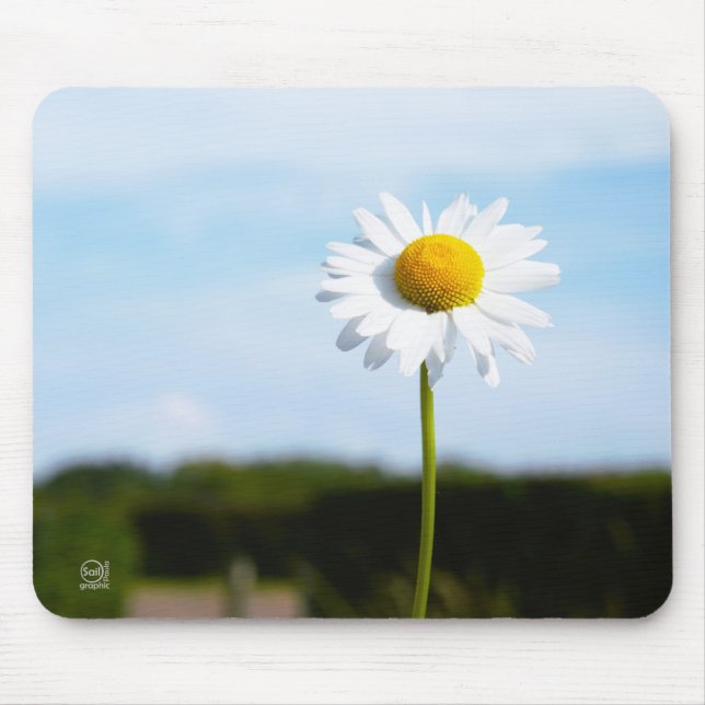 Madelief rechtop geisoleerd in de natuur. musmatta (Framsidan)