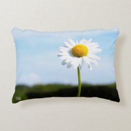 Madelief rechtop geisoleerd in de natuur. prydnadskudde