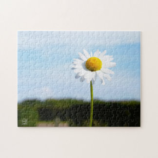 Madelief rechtop geisoleerd in de natuur. pussel