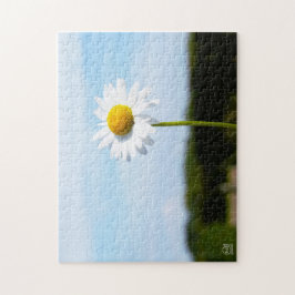 Madelief rechtop geisoleerd in de natuur. pussel