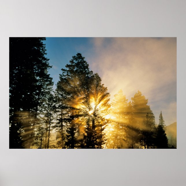 Madison River | Yellowstone National Park Poster (Framsidan)