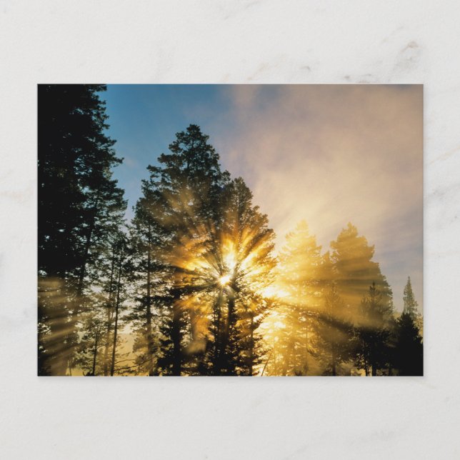 Madison River | Yellowstone National Park Vykort (Framsida)