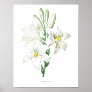Madonna Lily, botaniskt tryckt ur KVALITETEN Poster