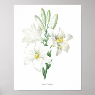Madonna Lily, botaniskt tryckt ur KVALITETEN Poster