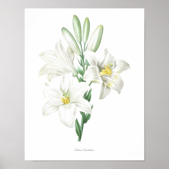 Madonna Lily, botaniskt tryckt ur KVALITETEN Poster (Framsidan)