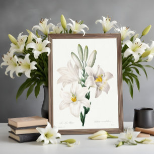 Madonna Lily från Choix, Redouté. Poster